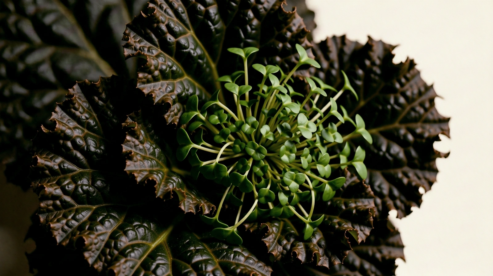 Textured botanical greens representing natural balance